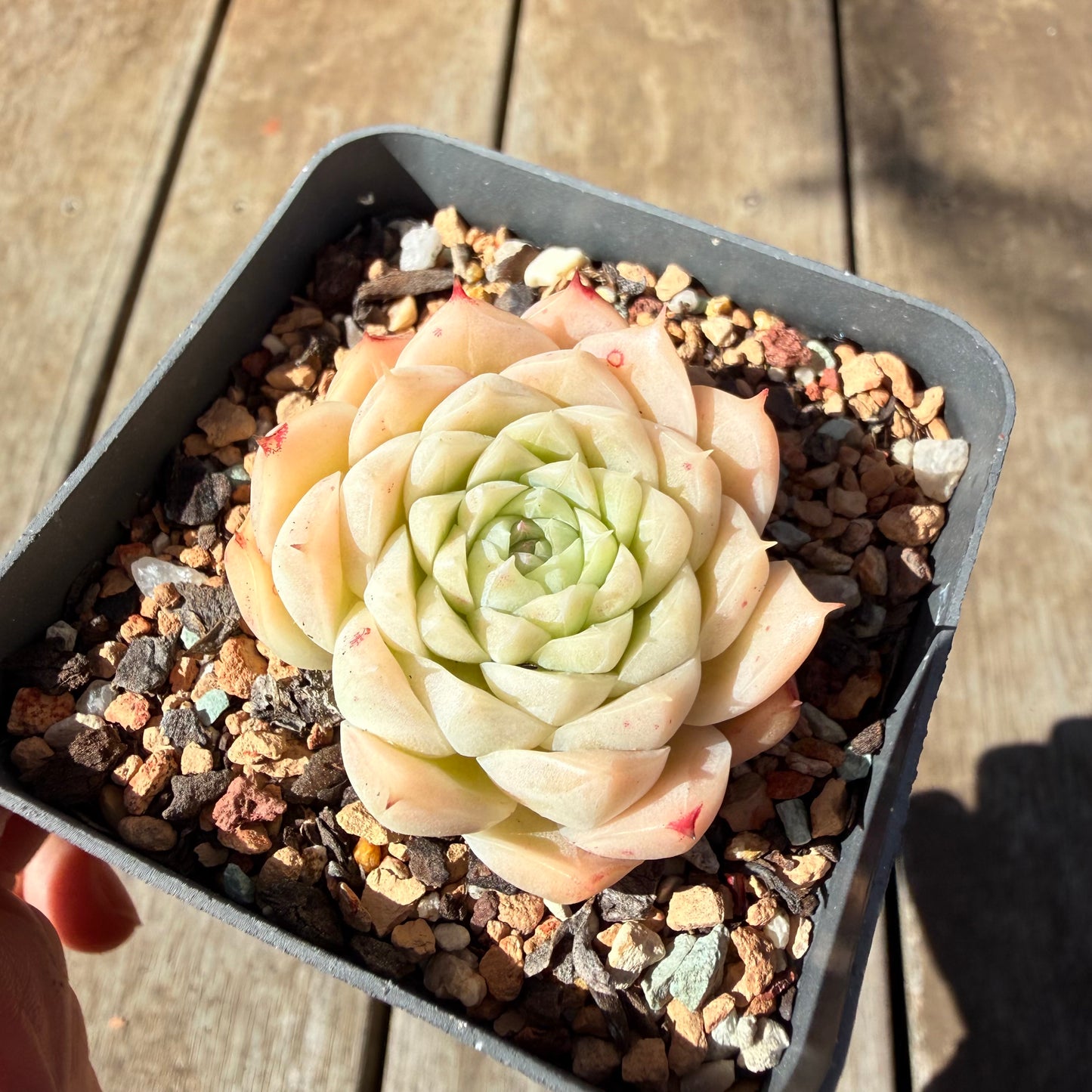 3009 Echeveria Malgan 'Amore Bianco'