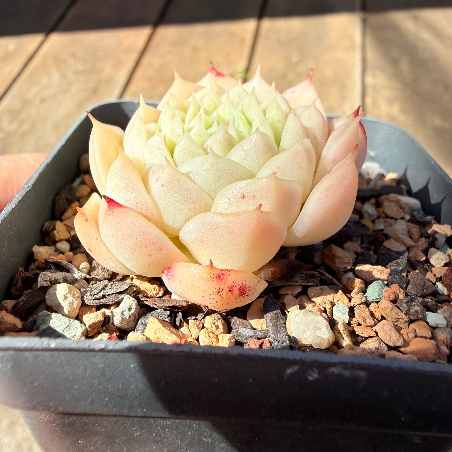 3009 Echeveria Malgan 'Amore Bianco'