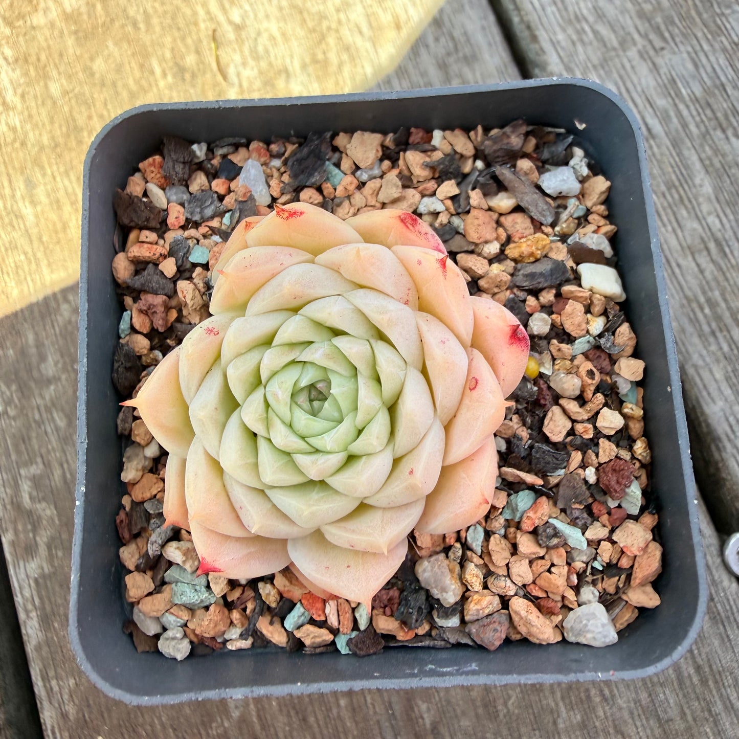 3009 Echeveria Malgan 'Amore Bianco'