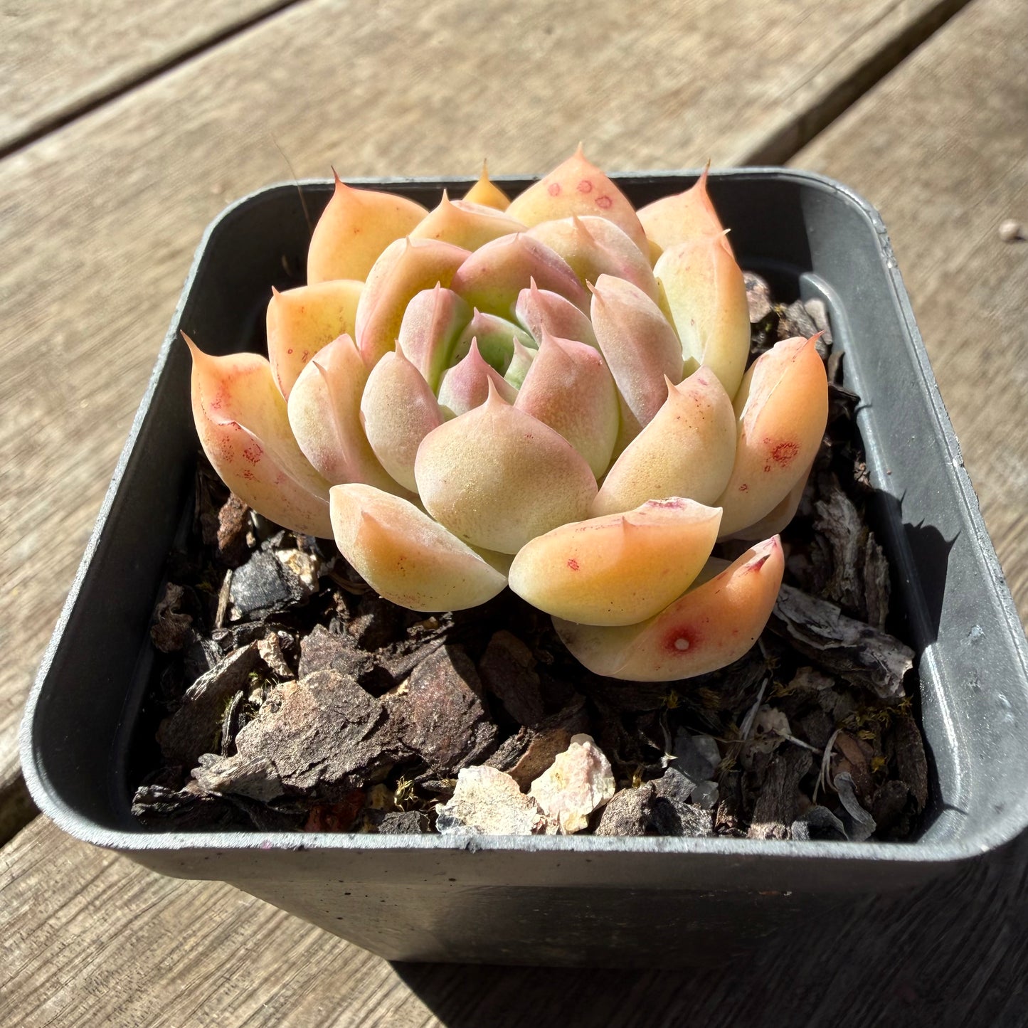3009 Echeveria Malgan 'Braveheart'