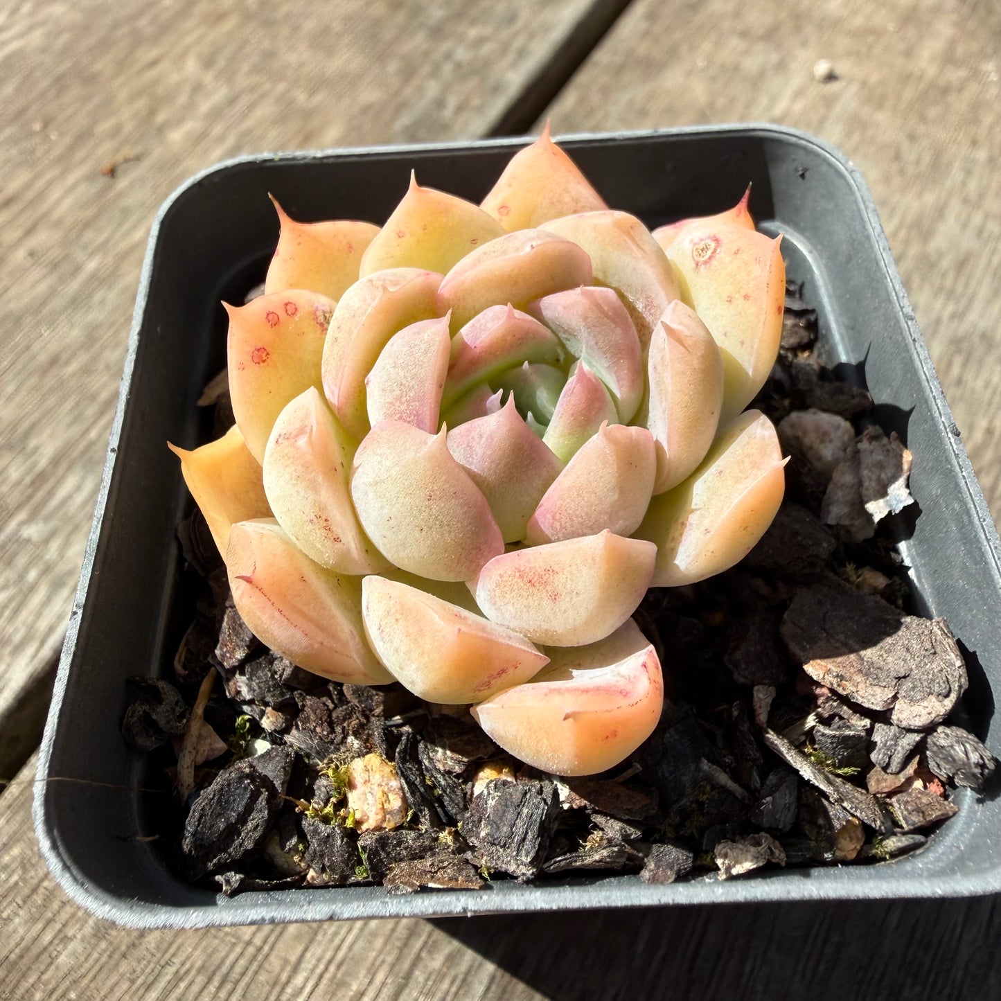 3009 Echeveria Malgan 'Braveheart'