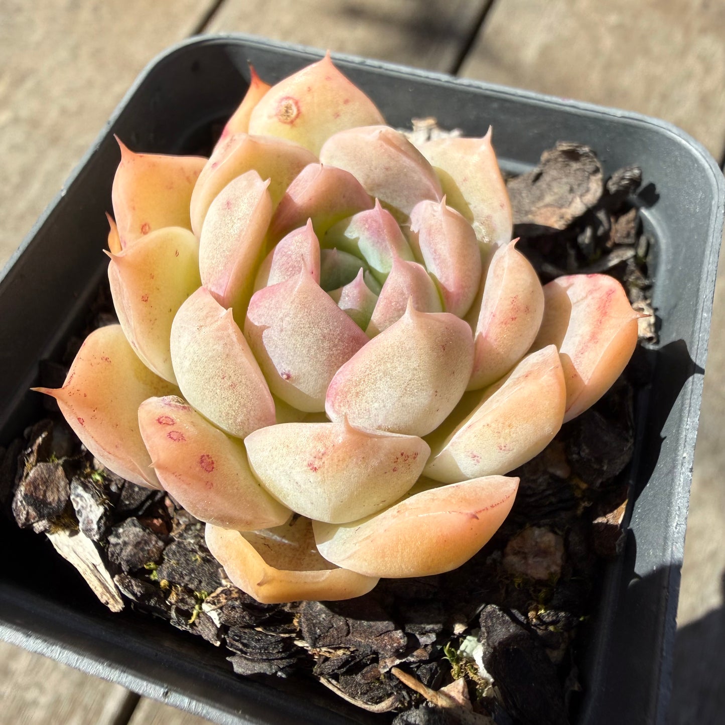 3009 Echeveria Malgan 'Braveheart'