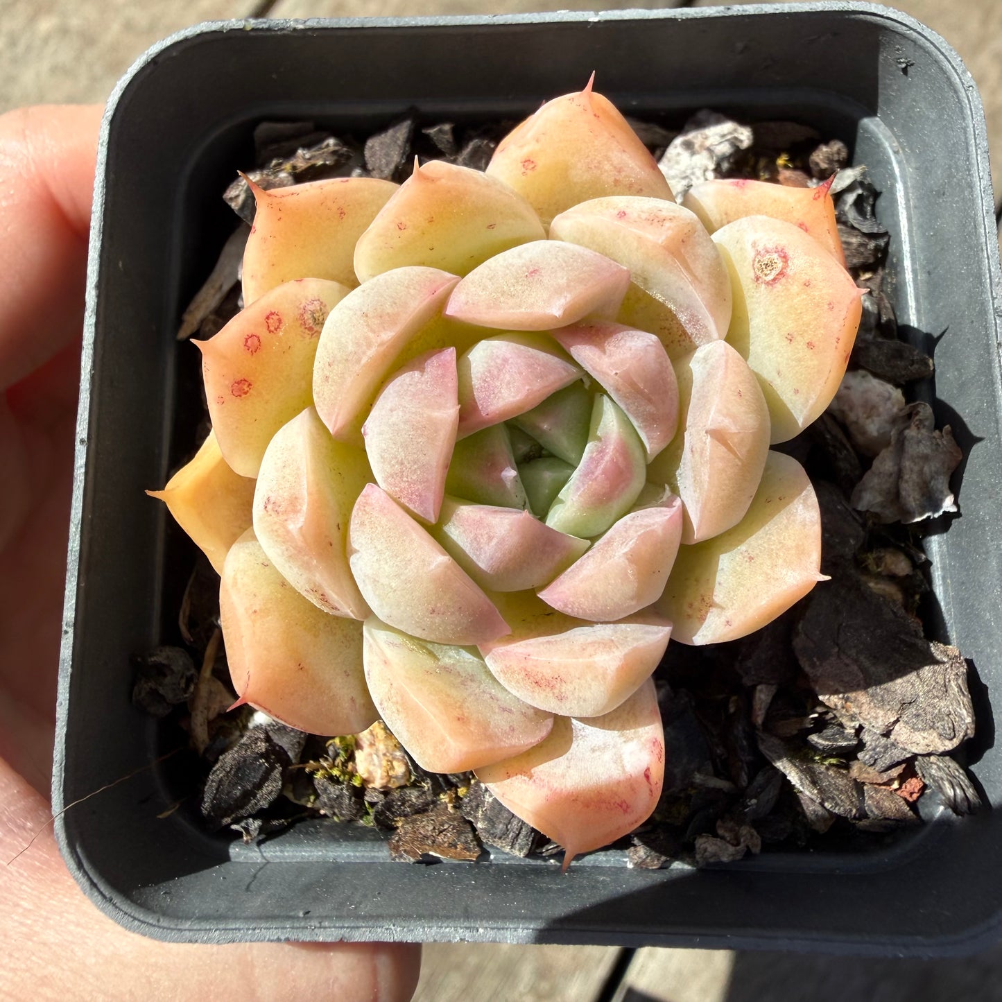 3009 Echeveria Malgan 'Braveheart'