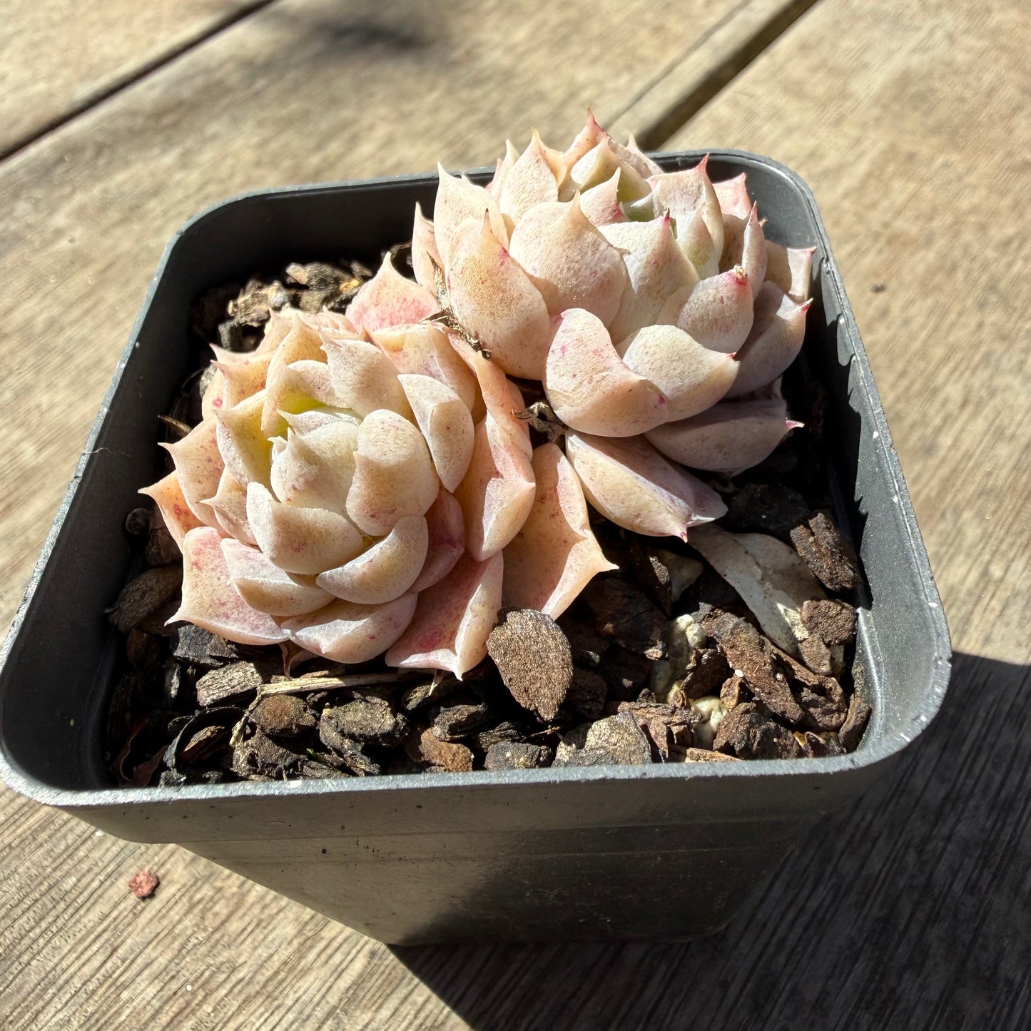 3009 Echeveria Pandora