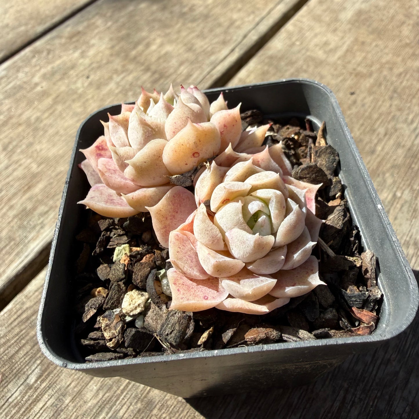 3009 Echeveria Pandora