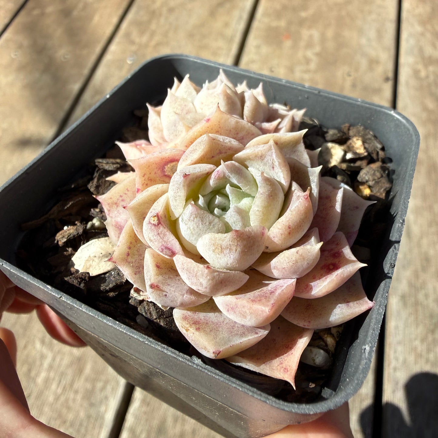 3009 Echeveria Pandora