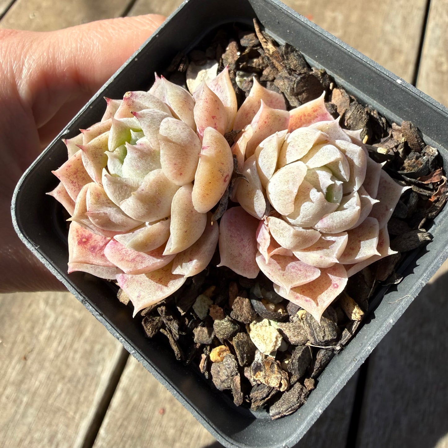 3009 Echeveria Pandora