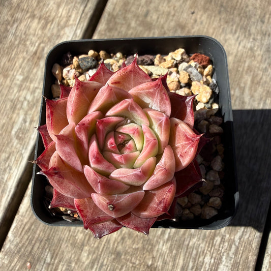 3009 Echeveria 'Queen Red'