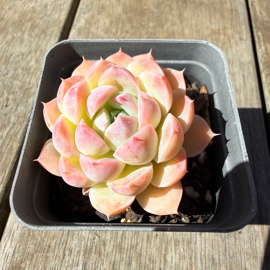 3009 Echeveria 'Blushface'