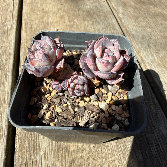 3009 Echeveria 'Forbidden City'