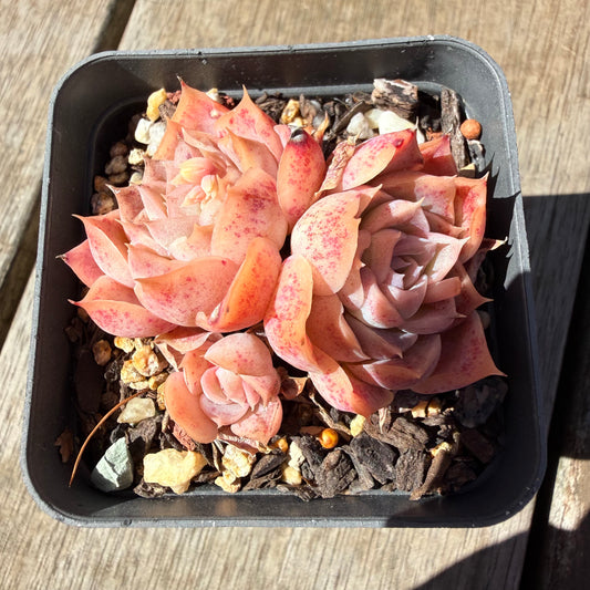 3009 Echeveria 'Jellyfish' (Multi)