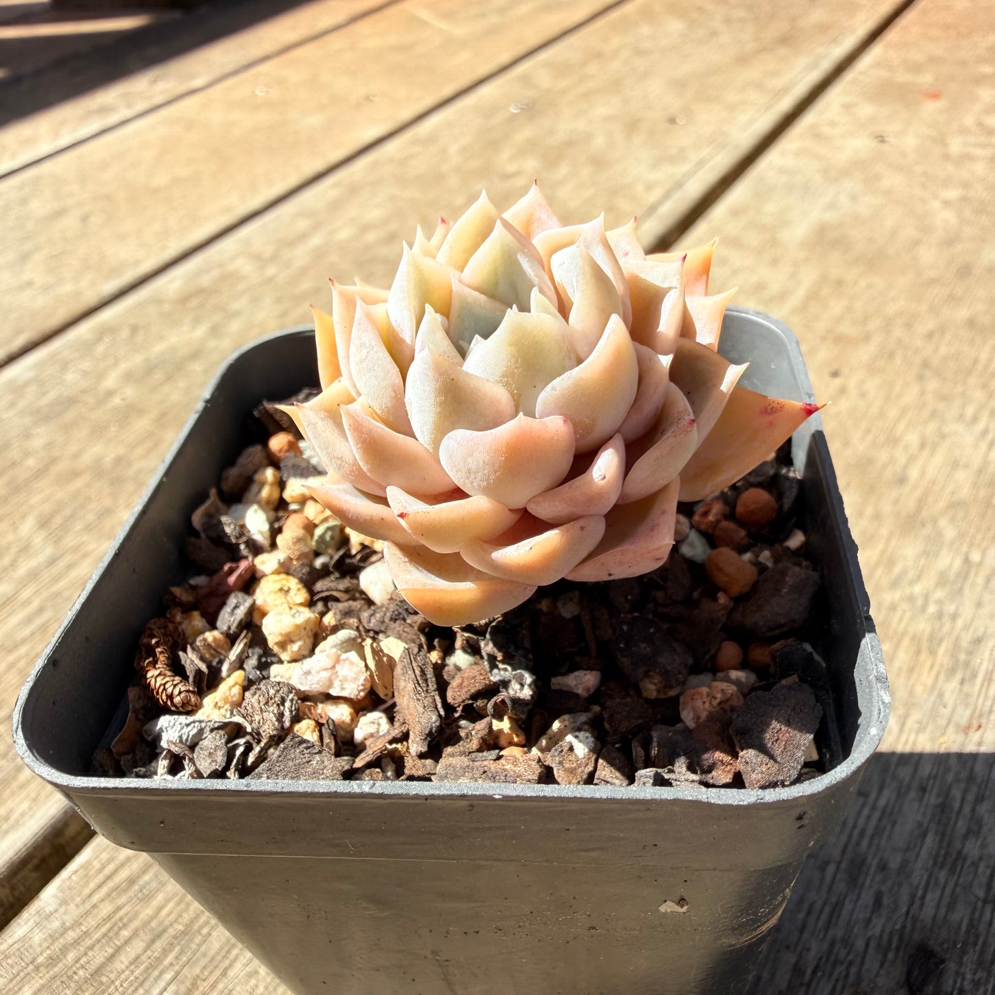 3009 Echeveria 'Poseidon'