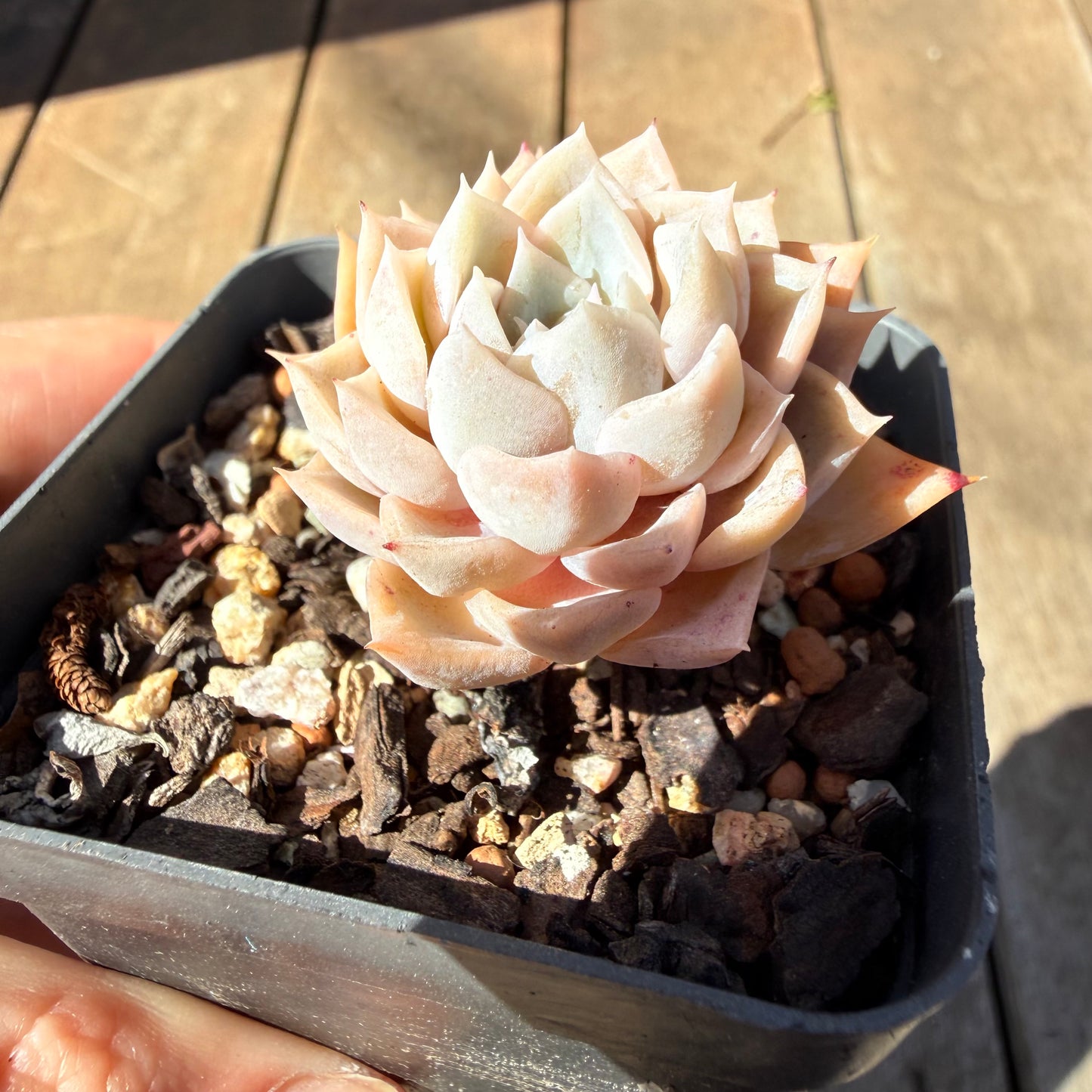 3009 Echeveria 'Poseidon'