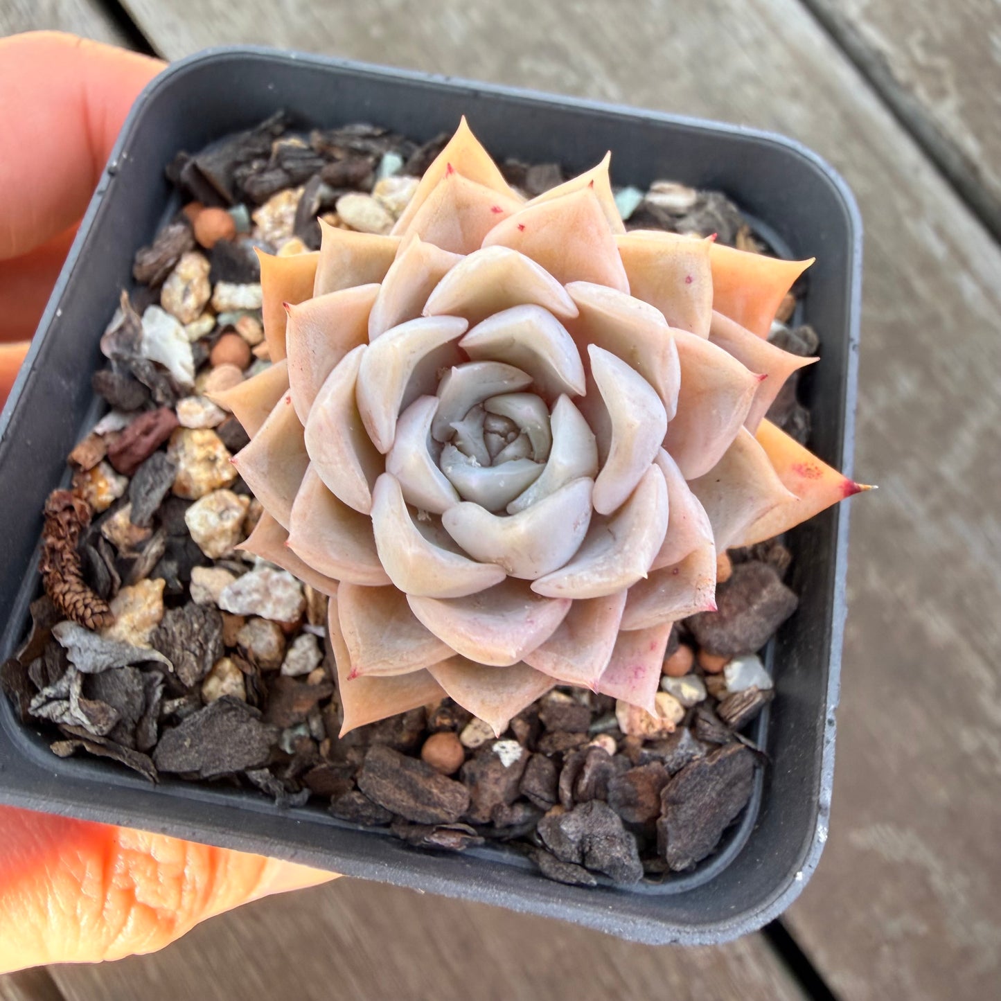 3009 Echeveria 'Poseidon'