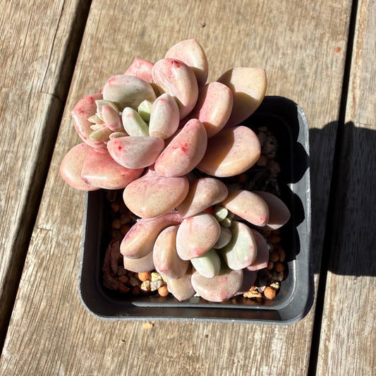 3009 Graptoveria Sika Deer