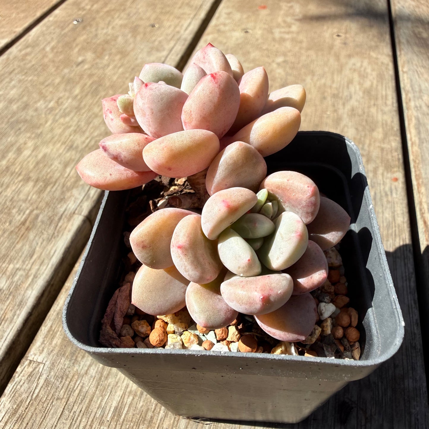 3009 Graptoveria Sika Deer