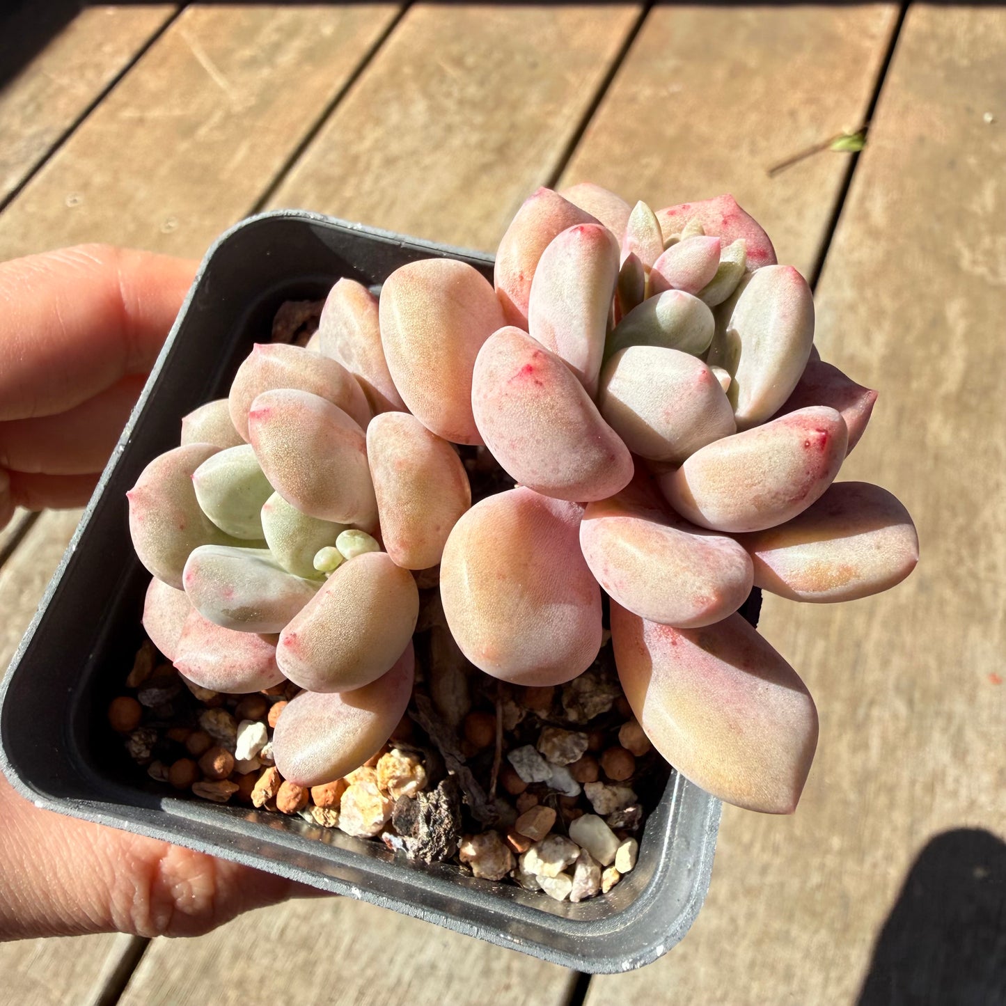3009 Graptoveria Sika Deer