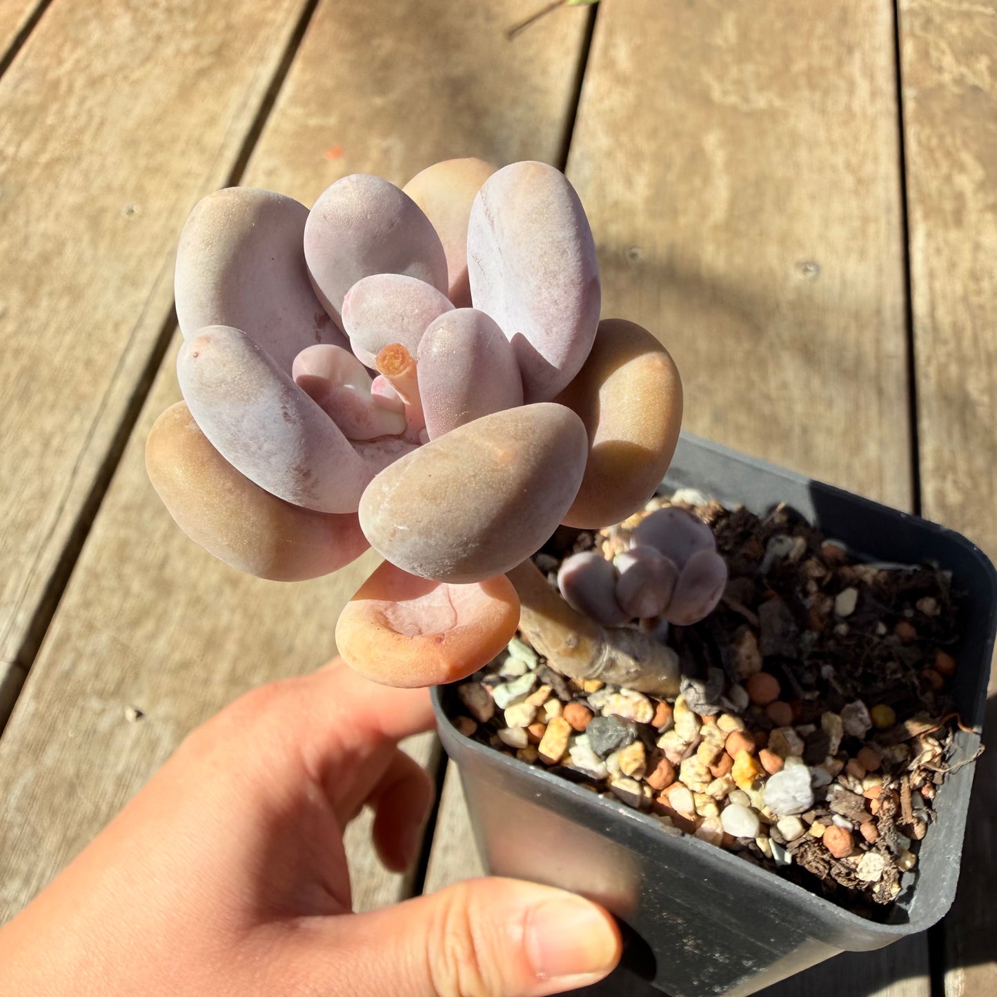 3009 Pachyphytum Glutinicaule