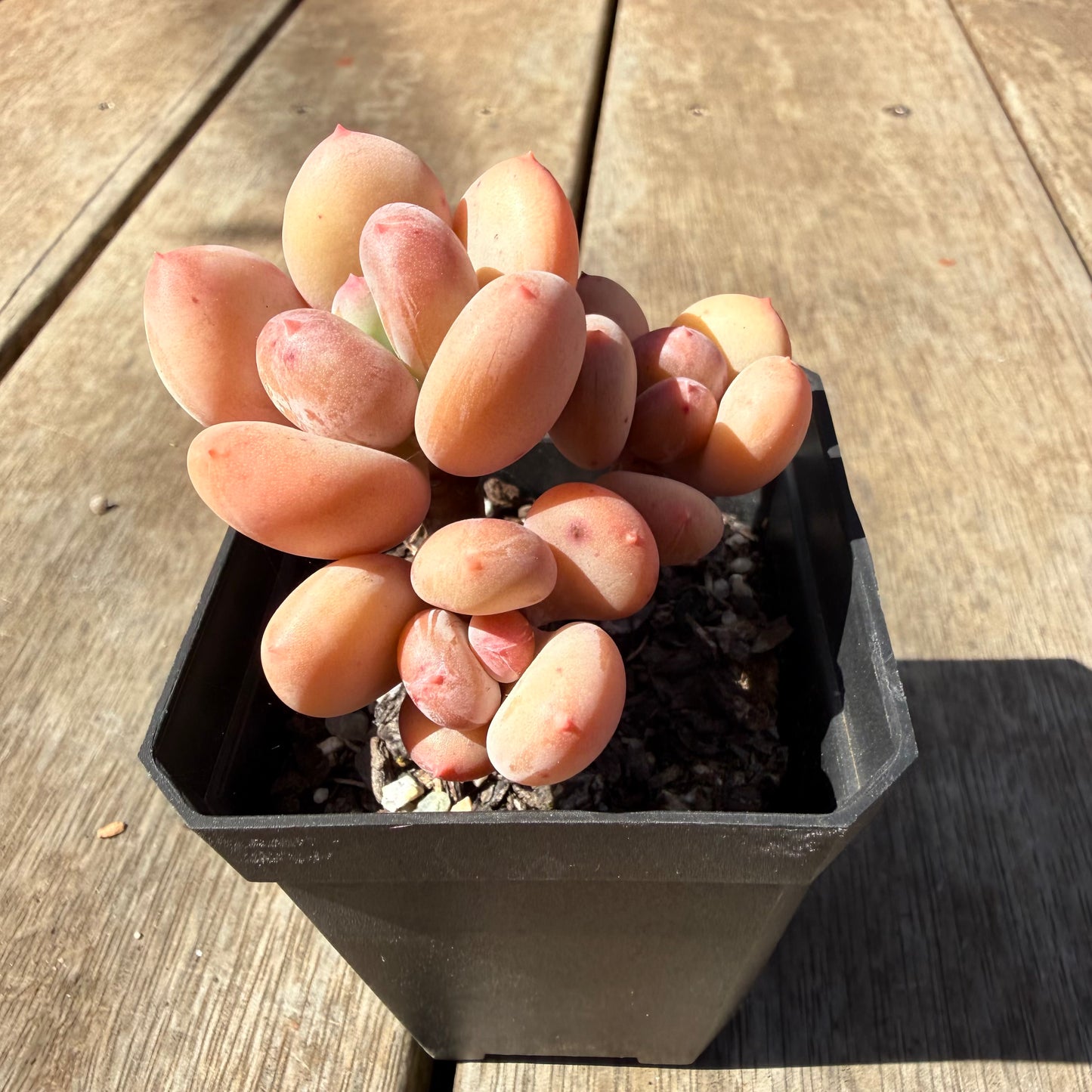 3009 Pachyphytum Green Apple