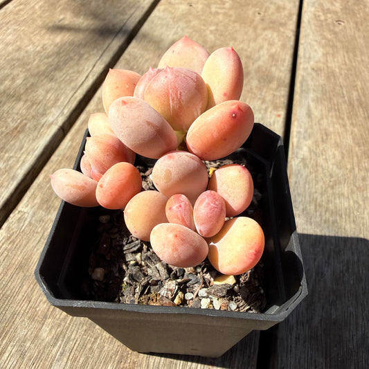 3009 Pachyphytum Green Apple