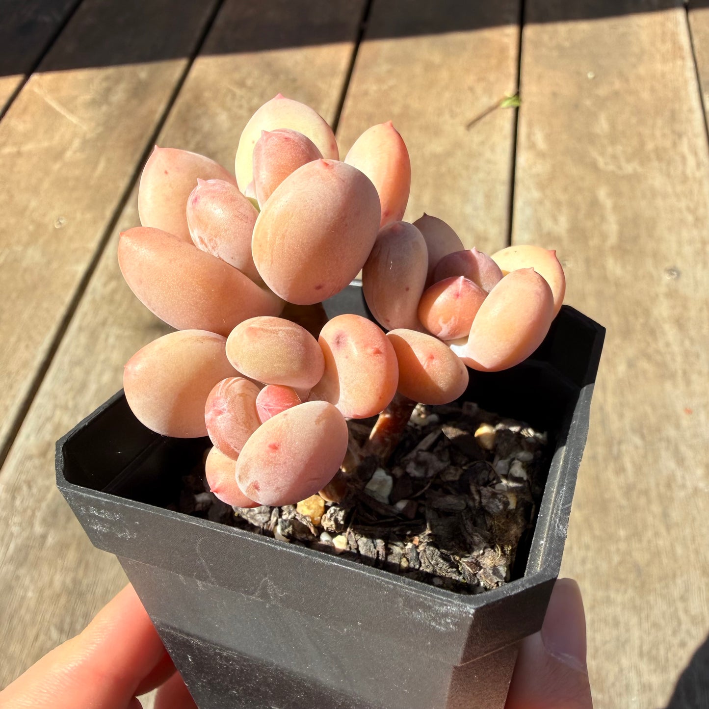 3009 Pachyphytum Green Apple