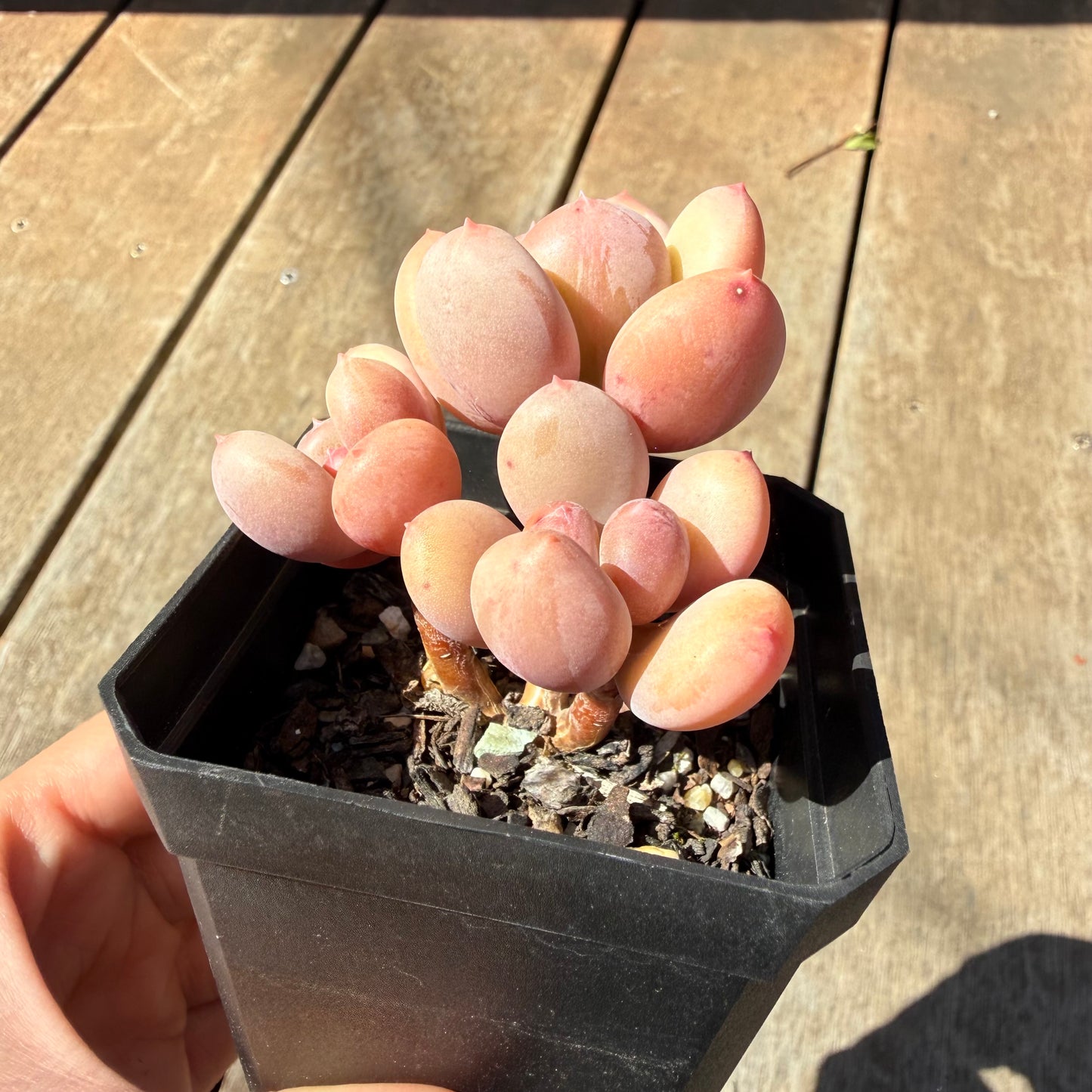 3009 Pachyphytum Green Apple