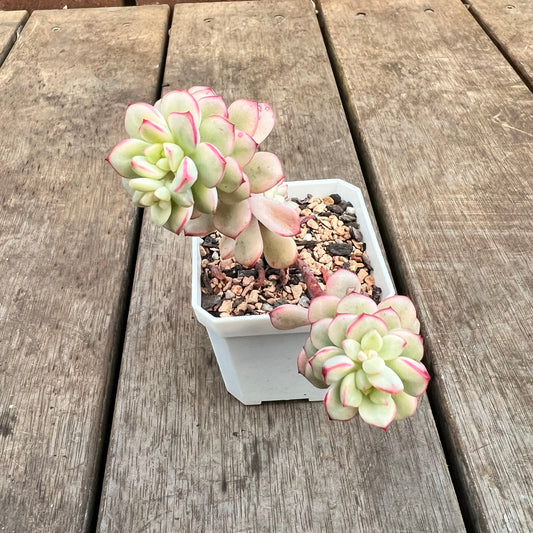 3110 Echeveria Tango Silk Variegata