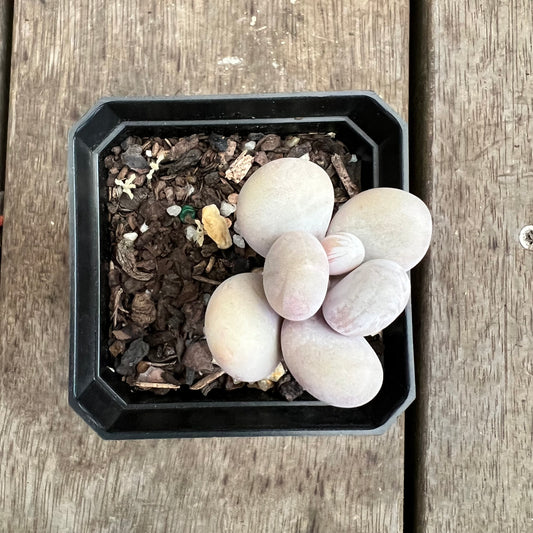 3110 Pachyphytum Oviferum