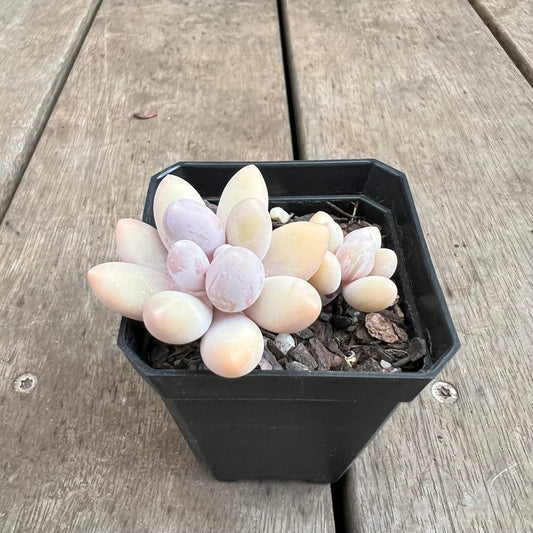 3110 Pachyphytum 'Egg Tart'