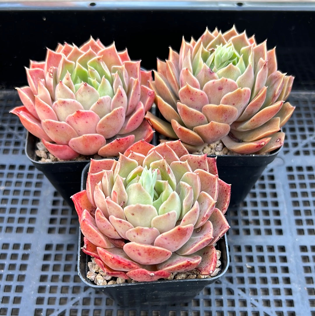 Echeveria Mohican