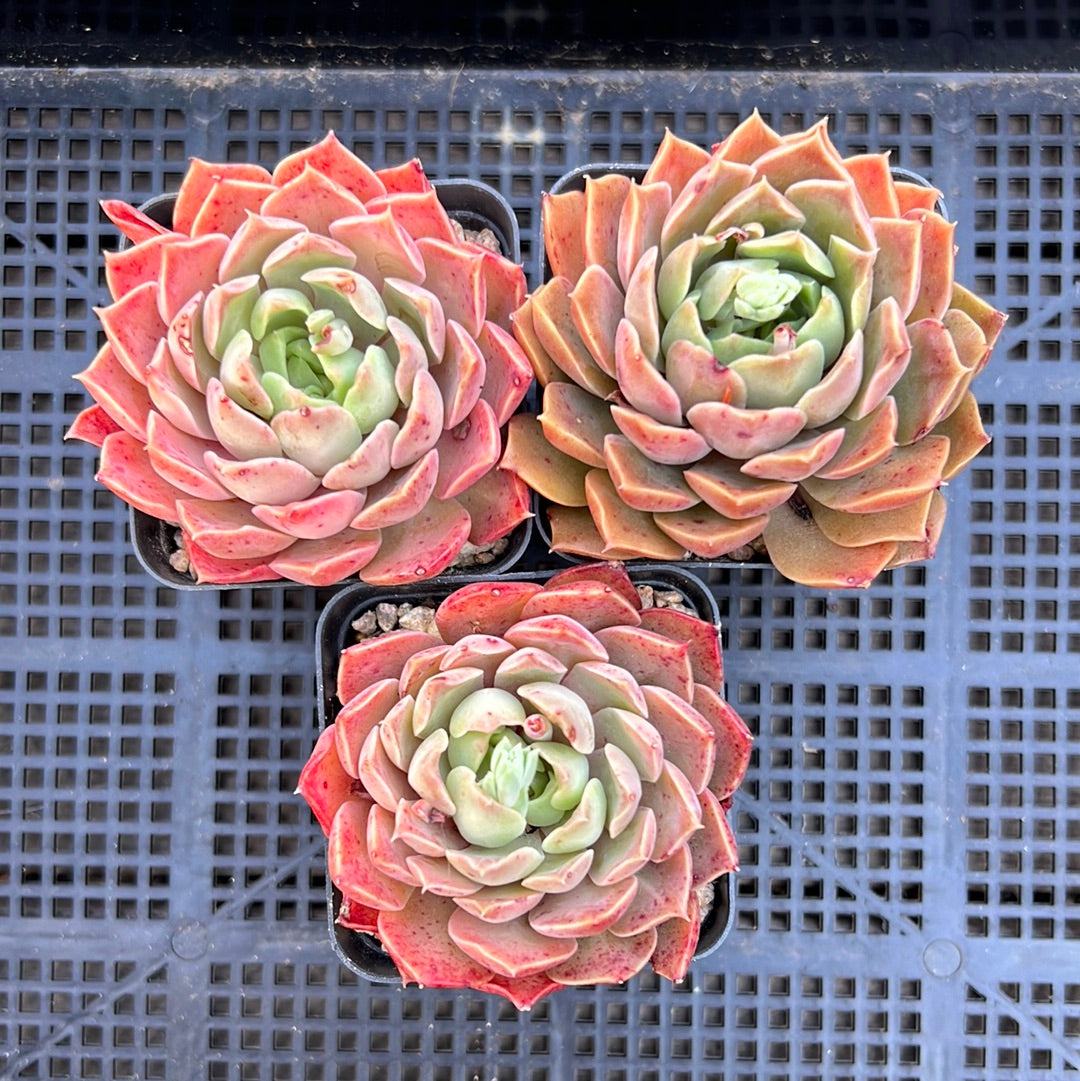 Echeveria Mohican