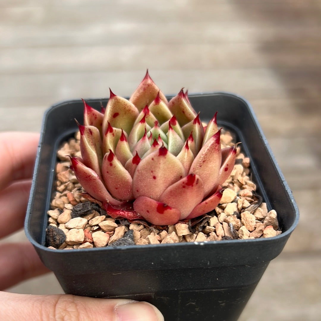 korean hybrid succulents Echeveria 'Dancing Soul'