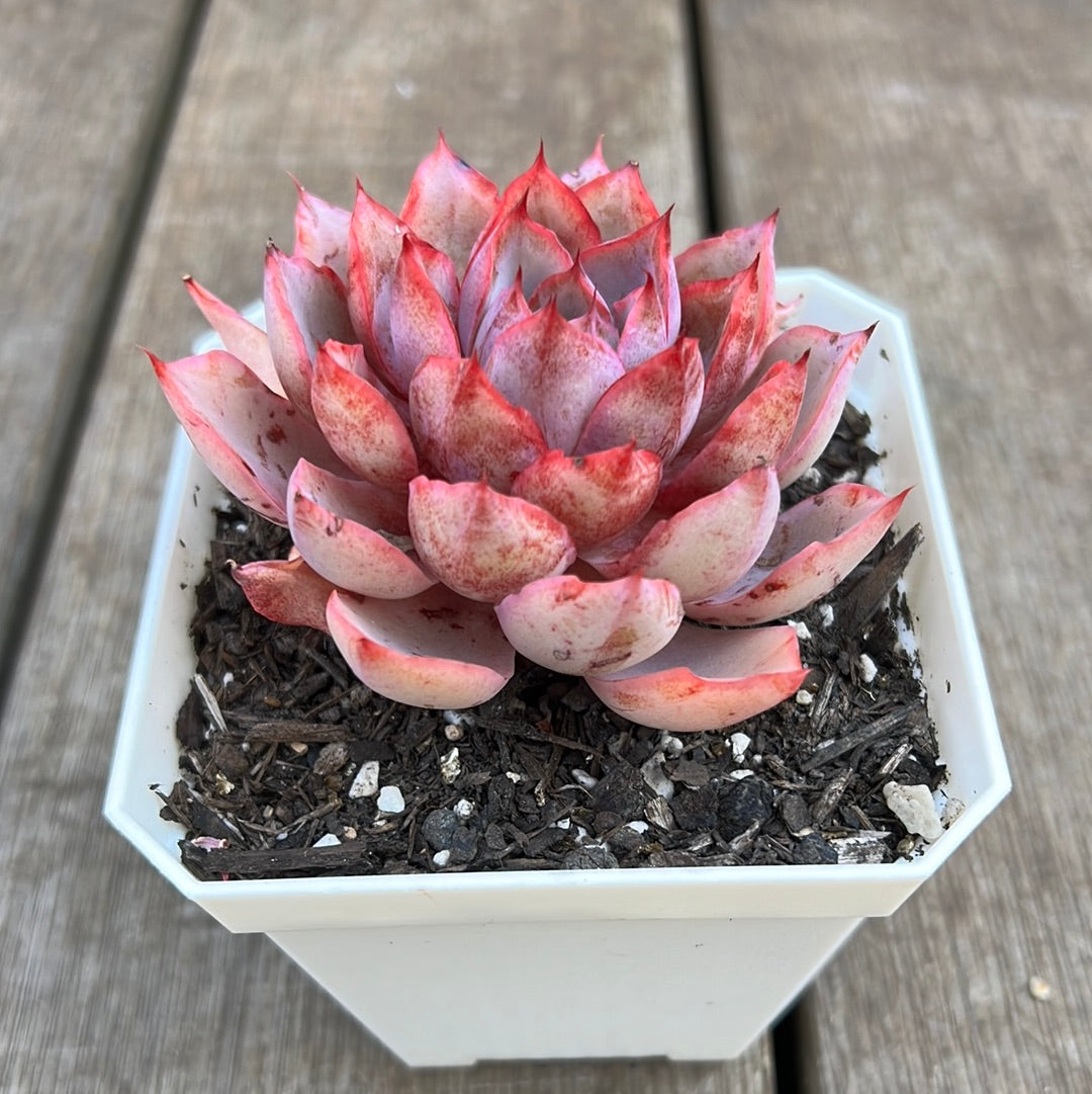 2205 Echeveria Hera