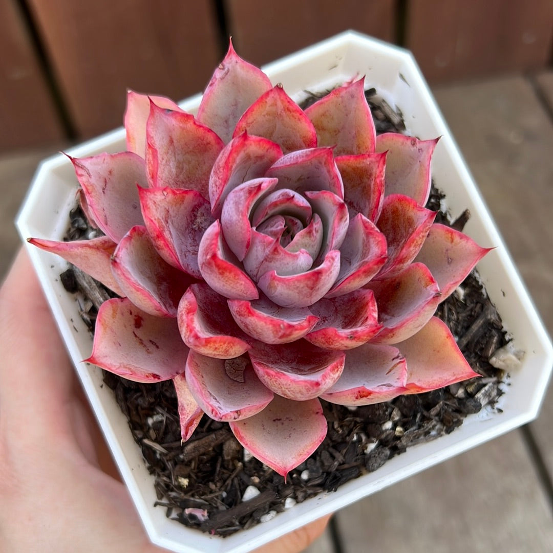 2205 Echeveria Hera