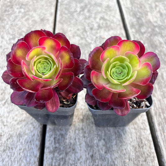 Aeonium Anna