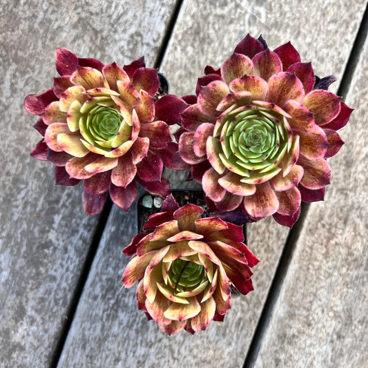 Aeonium Immortal Ink 超墨