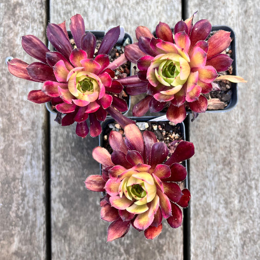 Aeonium Mardi Gras