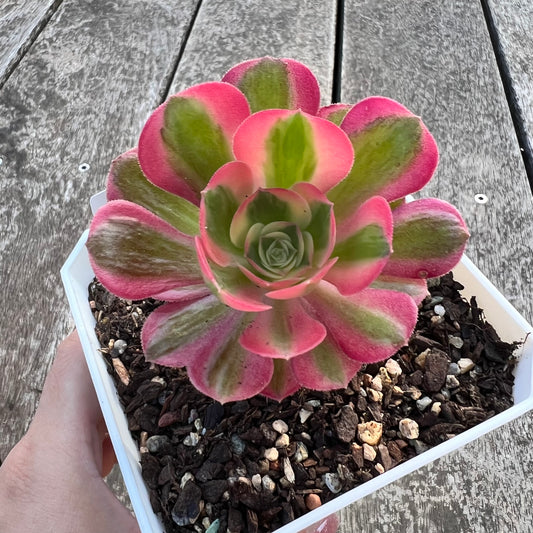 Aeonium Pink Witch