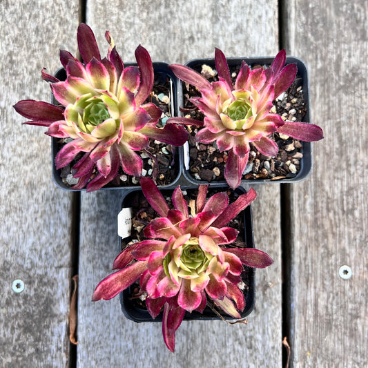 Aeonium Saint Painting 仙墨