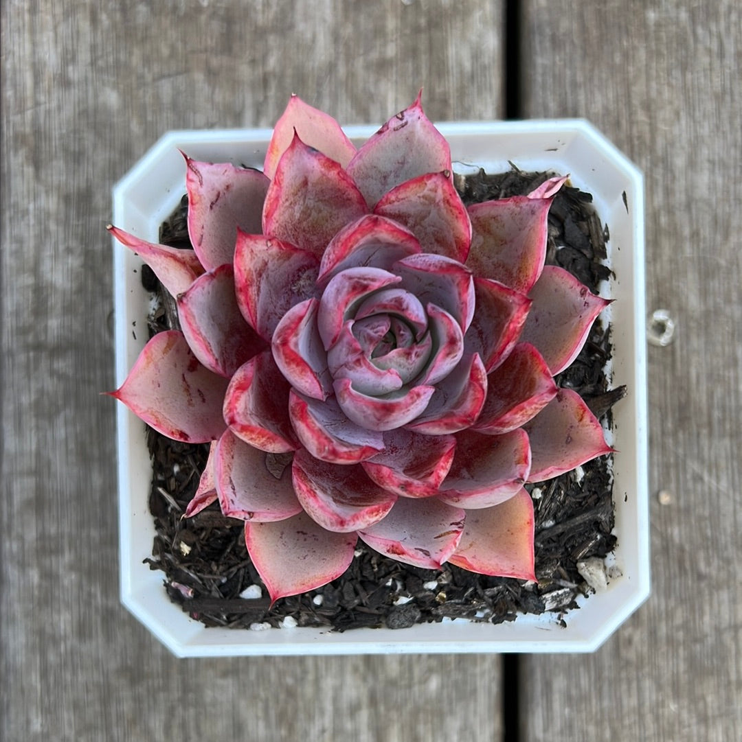 2205 Echeveria Hera