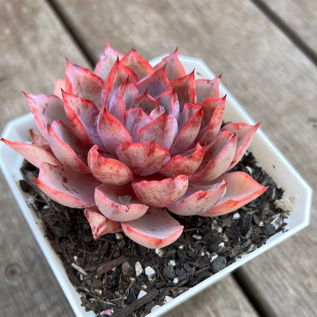 2205 Echeveria Hera