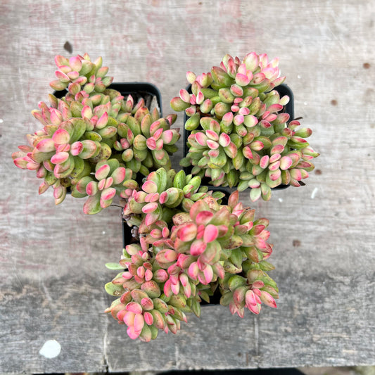 Crassula Rogersii Variegated