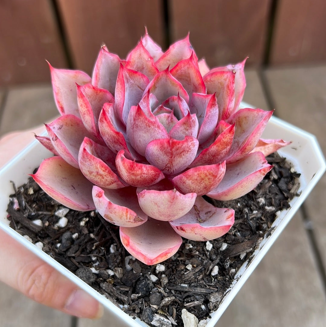 2205 Echeveria Hera