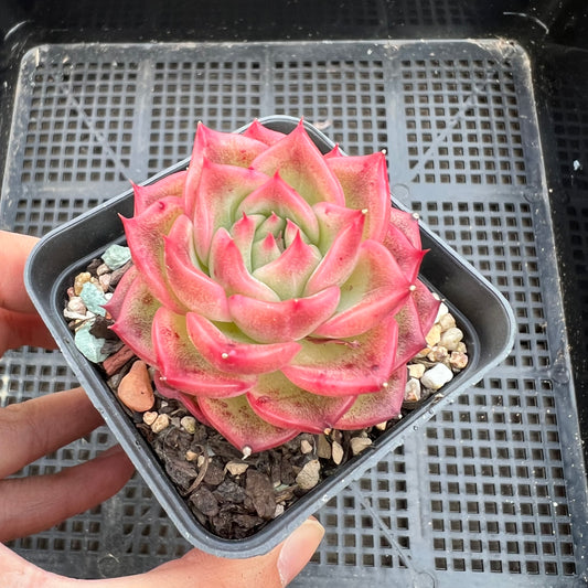 Echeveria Agavoides Floriana