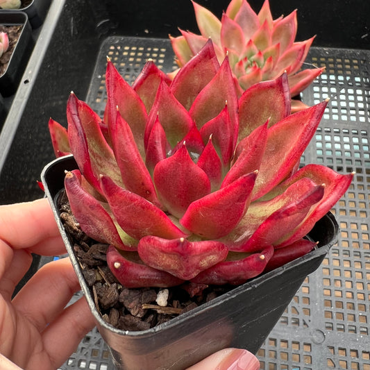 Echeveria Agavoides Frank Reinelt