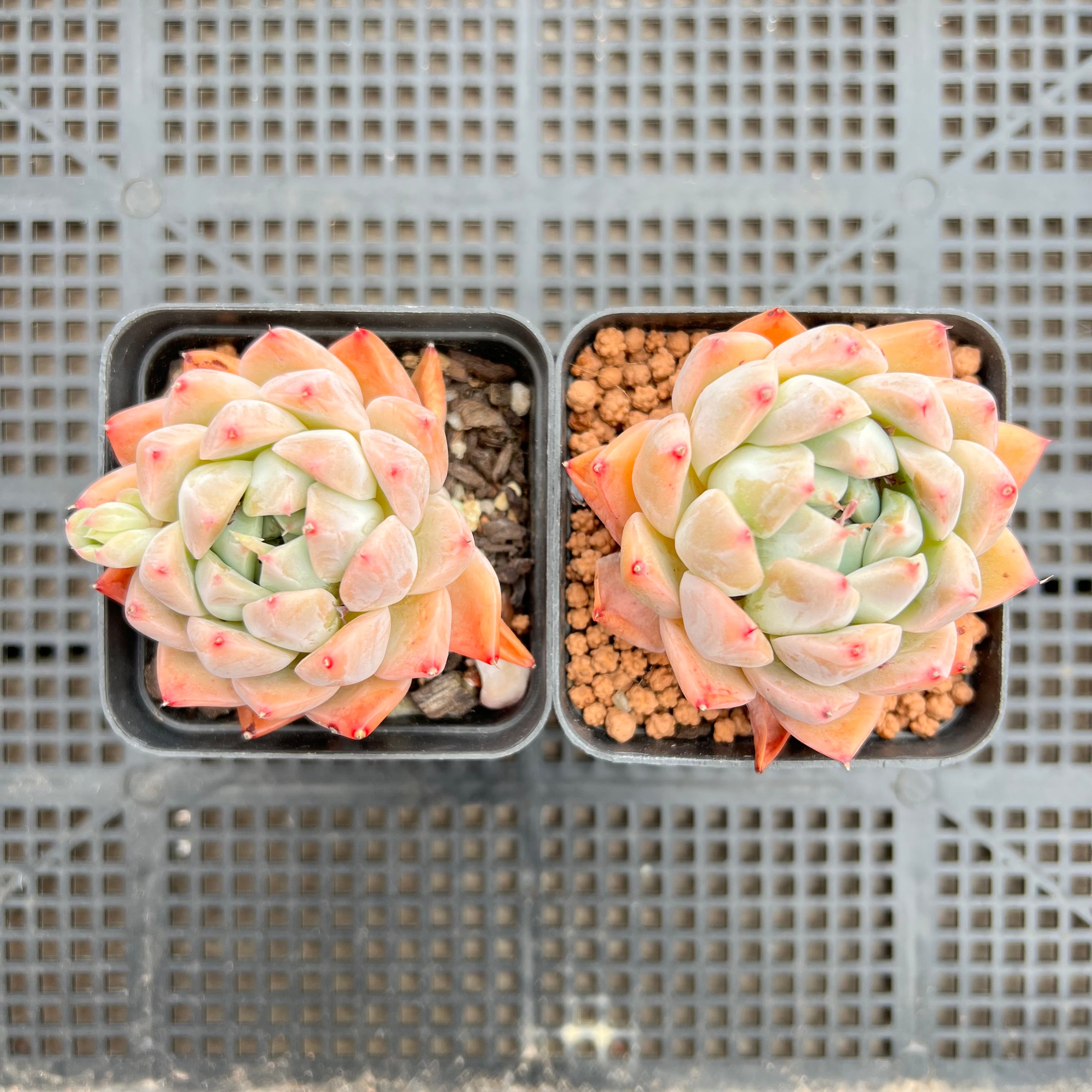 Echeveria Alba 阿尔巴佳人– Bella Succulent Garden