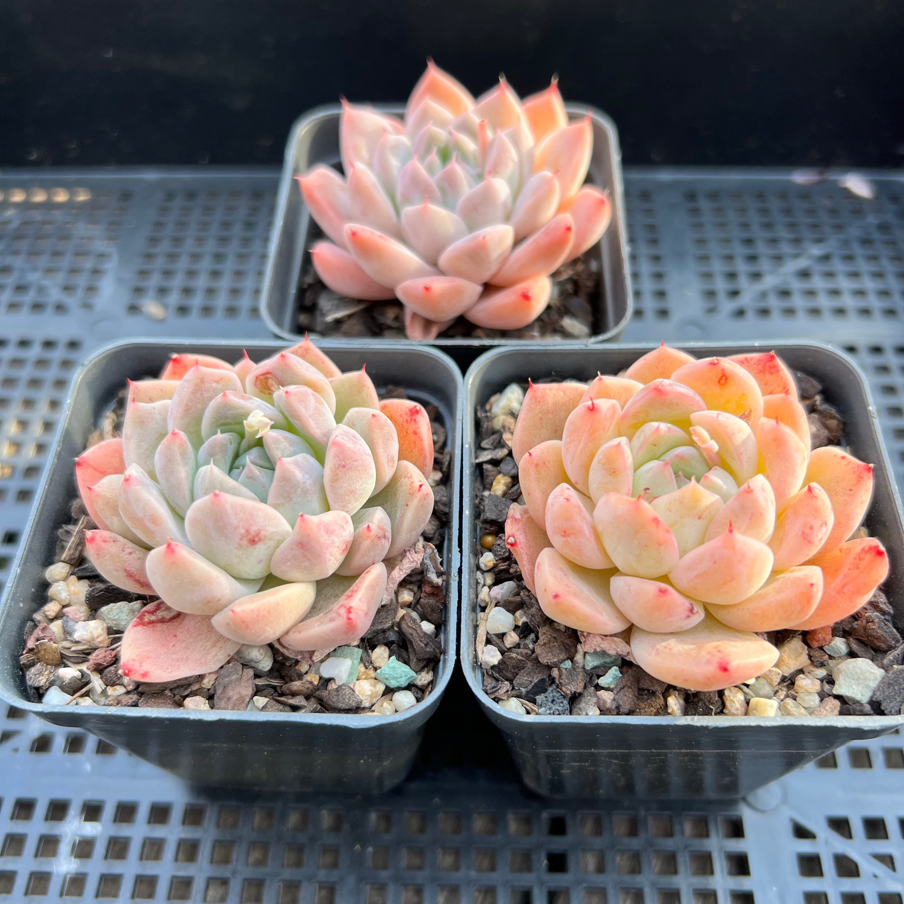 Echeveria Alba 阿尔巴佳人