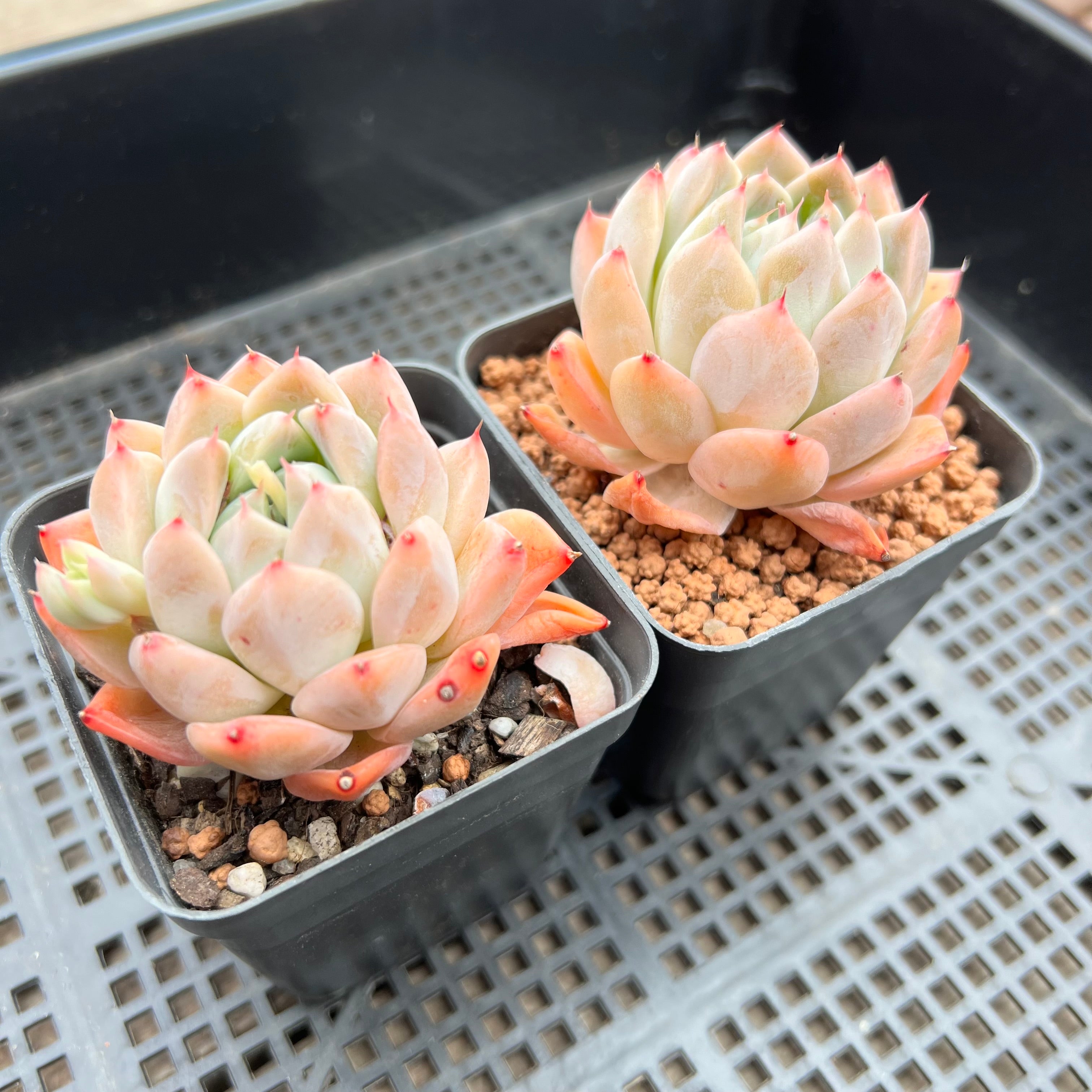 Echeveria Alba 阿尔巴佳人