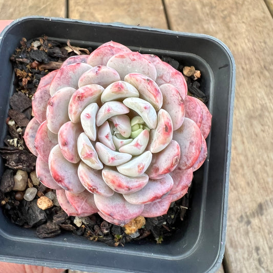 Echeveria Amanda