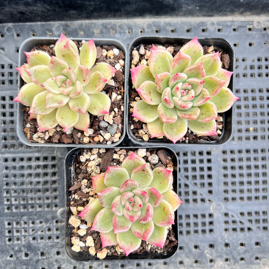 Echeveria Arzee